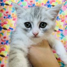 兄弟で入舎♪好奇心旺盛なミヌエットちゃん♡