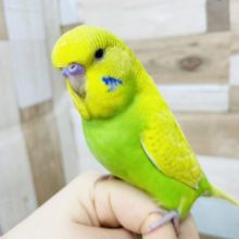 超ホヤホヤ最新画像♪手に乗ってきて降りない！？ジャンボセキセイインコヒナのスパングルカラー！