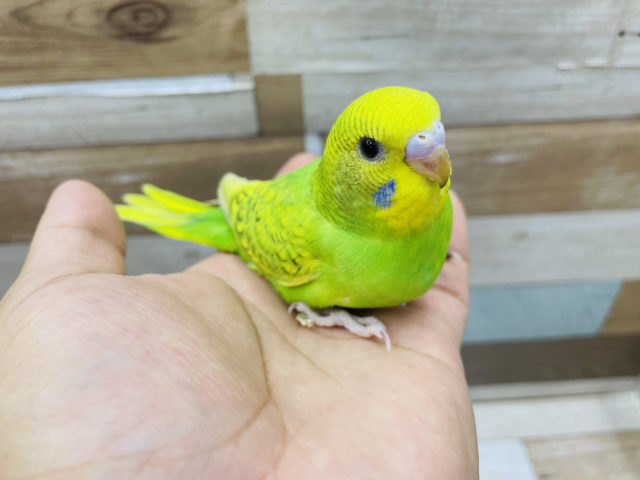 人気なインコさん！セキセイインコのヒナのスパングルカラー！