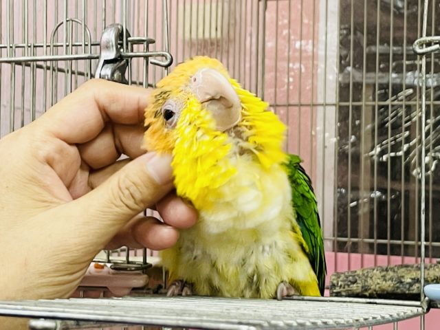 超ホヤホヤ最新画像★人が大好きな甘えん坊♡シロハラインコ！