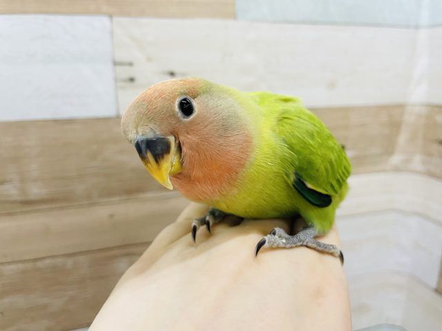 超ホヤホヤ最新画像☆カゴデビュー♥️コザクラインコヒナ(オパーリン)
