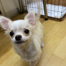 嬉しくてお腹チラ見せ大サービス💓チワワちゃん！