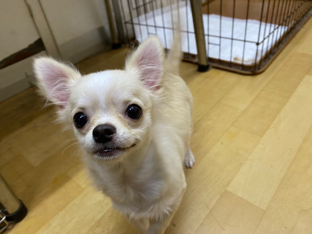 嬉しくてお腹チラ見せ大サービス💓チワワちゃん！