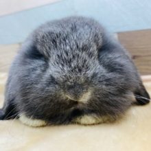 のんびり〜ゆったりさん♪ロップイヤーラビット