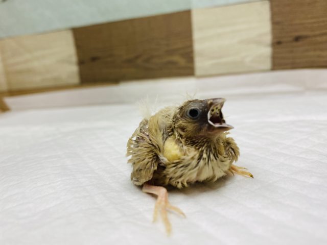 ワタワタあほ毛♡キンカ鳥　シナモン