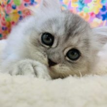 兄弟で入舎♪人好きミヌエットちゃん♡