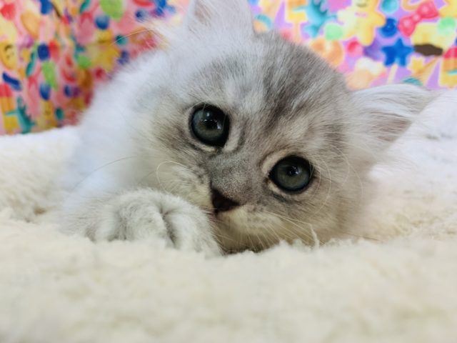 兄弟で入舎♪人好きミヌエットちゃん♡