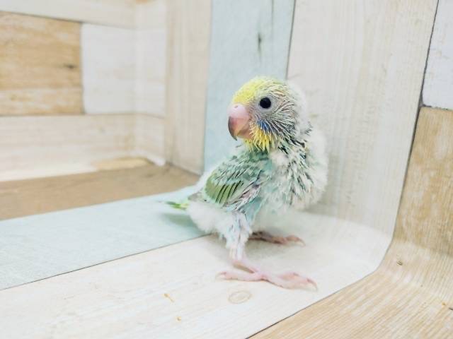 可愛いお顔の食いしん坊♥セキセイインコヒナ(パステルレインボー)