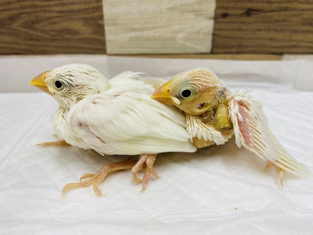 美白！！白文鳥ヒナやってきました〜