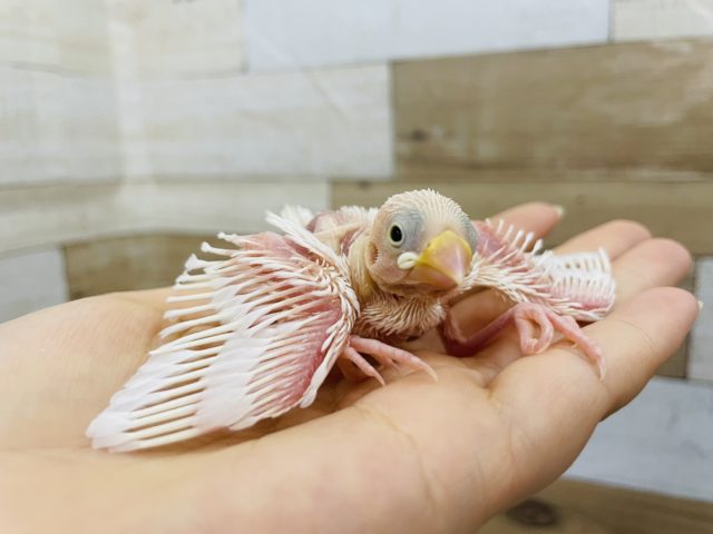 はげちゃびん♥白文鳥ヒナ！