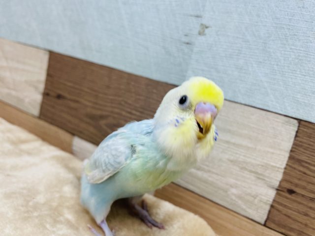 淡いカラーの可愛いインコさん！セキセイインコのヒナのパステルレインボーカラー！