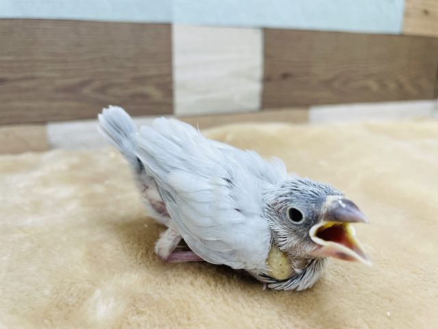 綺麗なシルバーちゃん！シルバー文鳥のヒナ来ました！
