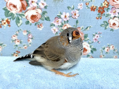 ていていていていていてーぃ♪♬♪♬　キンカチョウ　2021　９月９日　