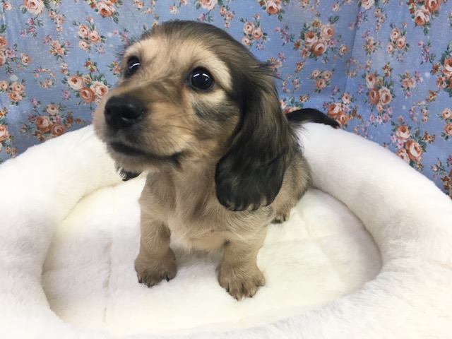 ミニチュア・ダックスフンド（シェ―デッドイエロー）男の子　２０２１年８月２８日生まれ　入舎！！