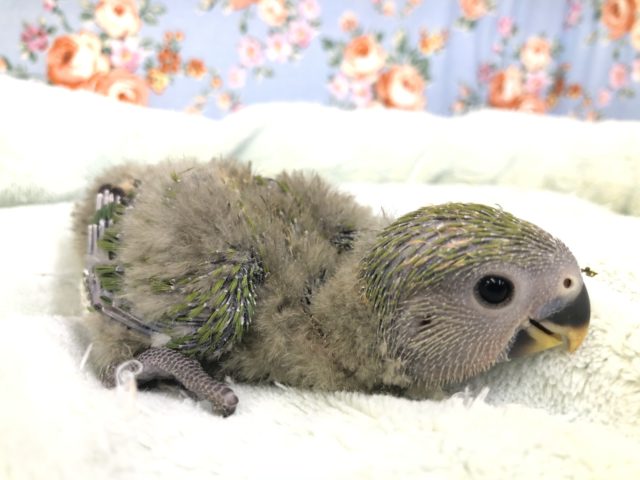 ほっやほっやです！　１０／６撮影