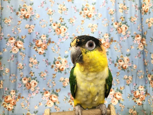 シロハラインコ？　9/１０撮影