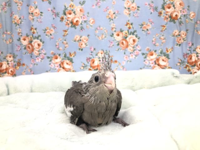 ホワイトフェイス来ました～　１０／１５撮影