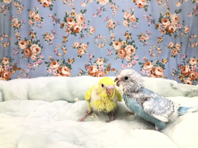 今週のセキセイ情報　１０／１５撮影