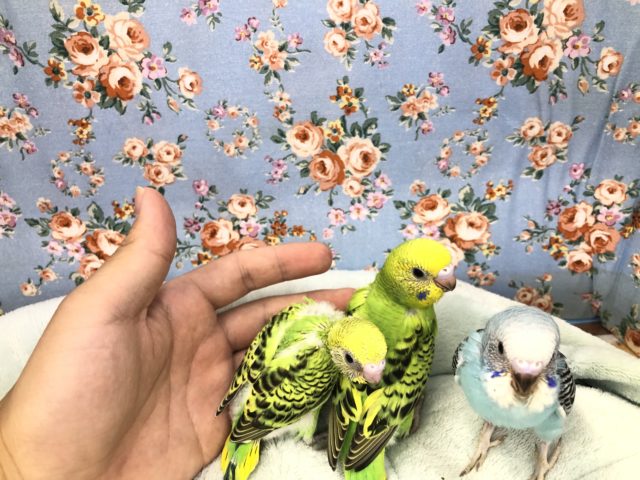 今週のセキセイ情報　オパーリン三兄弟？　１０／１５撮影