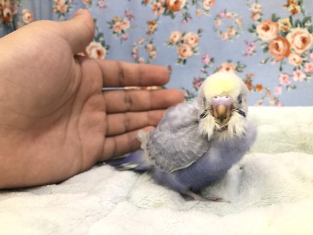 呪文みたいなカラー　１０／１５撮影