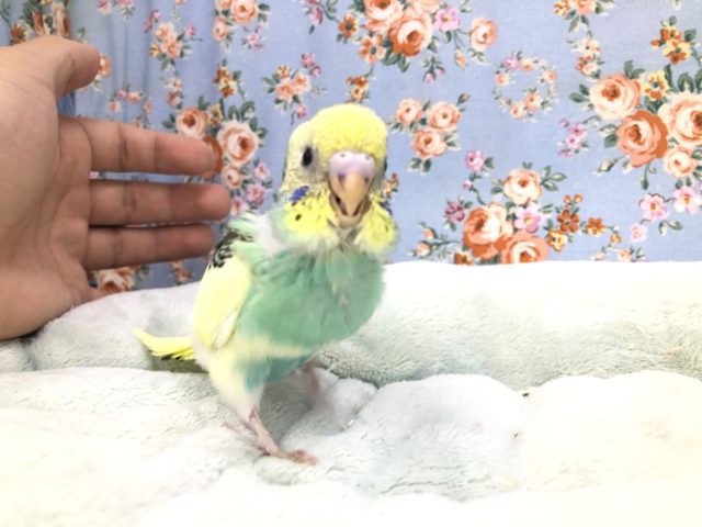 セキセイのクリームカラー　１０／１５撮影