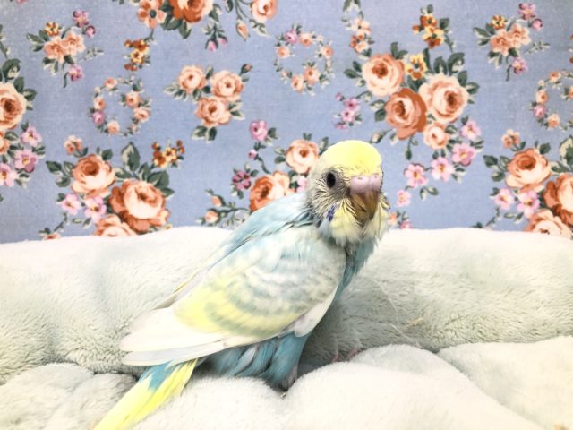 パステルカラー来ました　１０／１５撮影