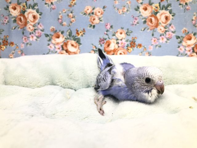 濃いカラーのセキセイです　１０／１５撮影