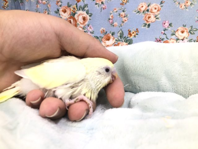 優しいカラーです　１０／１９撮影