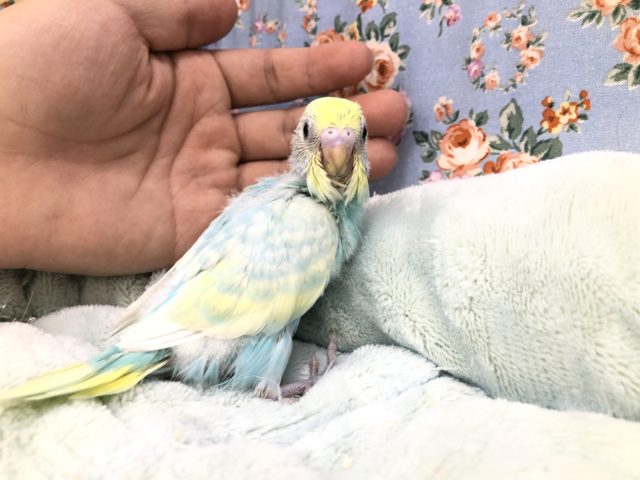 パステルカラーのセキセイです　１０／１９撮影