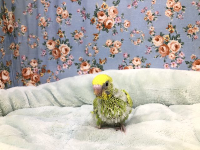 どんな子になるかな？　１０／１９撮影