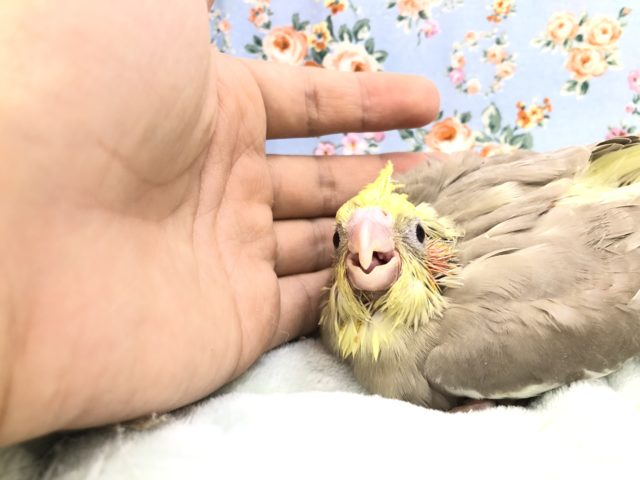 カフェオレカラー　１０／１９撮影