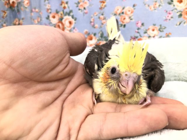 オカメパイド来ました　１０／１９撮影