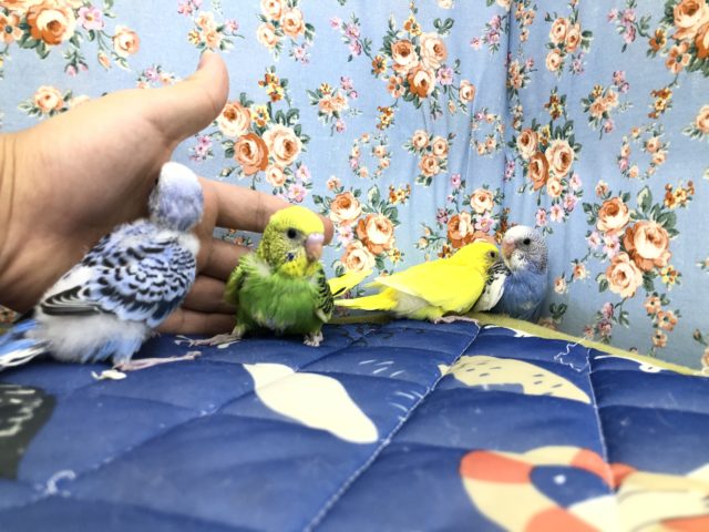 今週のセキセイ情報　　１０／２０撮影