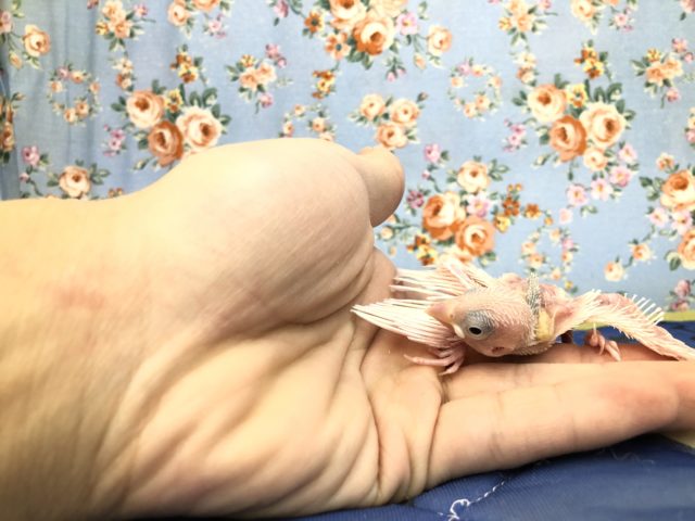 ツルツル文鳥　白文鳥のひな　１０／２０撮影