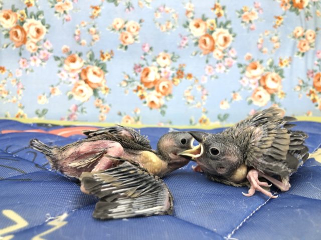 定番の人気者　１０／２０撮影