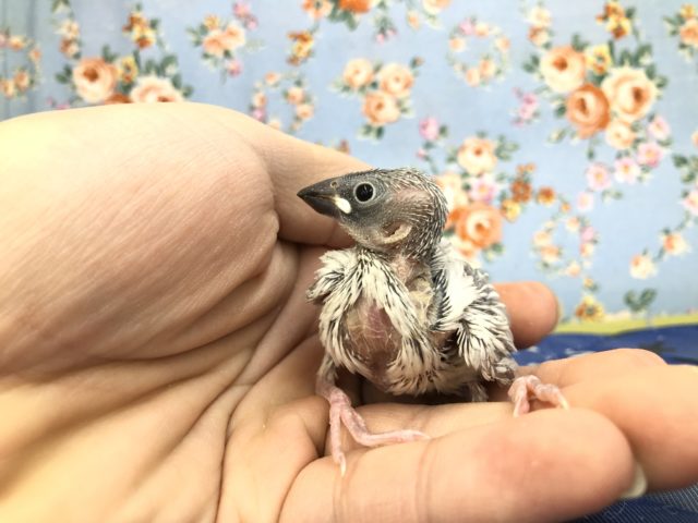 シルバーカラーがカッコイイ　シルバー文鳥のひな １０／２０撮影