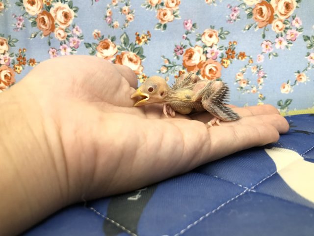 生きた化石？　シナモン文鳥のひな　１０／２０撮影