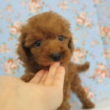 人懐こいやんちゃボーイです☆Ｔプードルくん♂