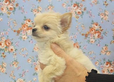 高速しっぽフリフリ♪人懐こいチワワちゃんです♪