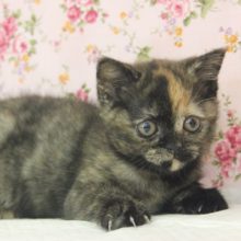 ちょっぴり天然かな？🥰スコティッシュFちゃん♀