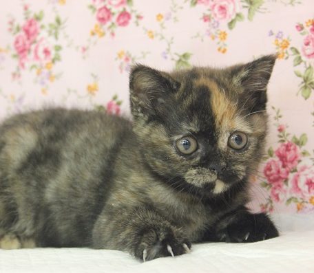 ちょっぴり天然かな？🥰スコティッシュFちゃん♀