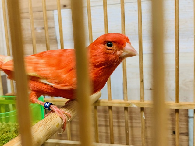 久々!!赤がキレイ☆カナリアさん♪