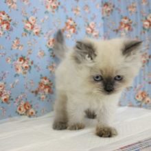 キレてないですよ☝♥ヒマラヤンくん男の子♂