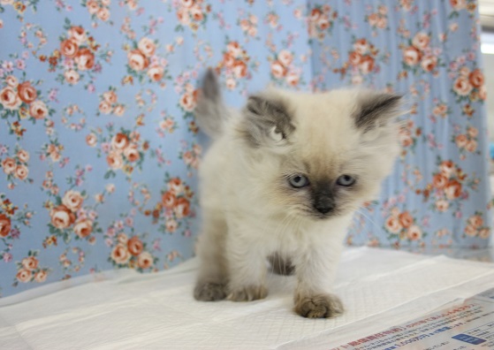 キレてないですよ☝♥ヒマラヤンくん男の子♂