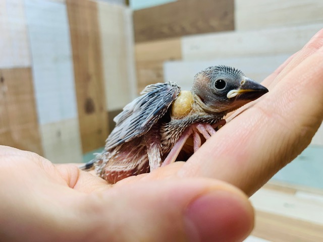 定番人気!!シルバー文鳥さん☆