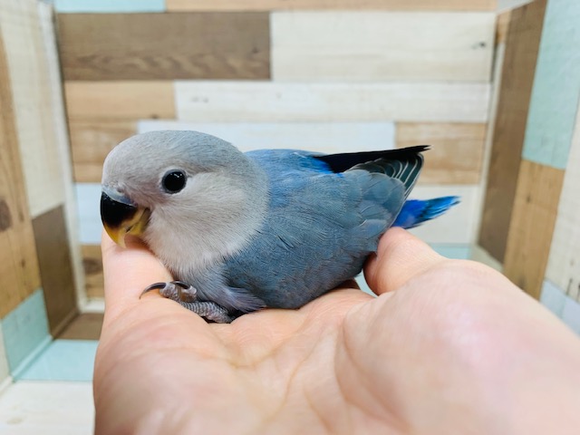 人気のバイオレット系のコザクラインコさんいます♪