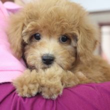 最新画像更新★穏やかなトイプードルくんです♂