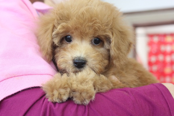 最新画像更新★穏やかなトイプードルくんです♂