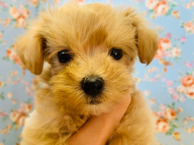 ドアップ可愛すぎる♡ミックス犬(マル×プー)くん☆