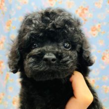 可愛い系男子♪トイプードルくん☆